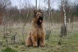 BRIARD 272